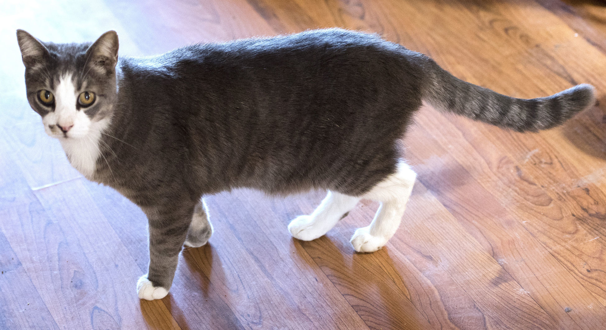 Declining health and pets